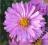 Aster krzaczasty Rosenwichtel - różowy C0,5