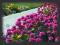 __HIT ameria różowa KWITNĄCA TRAWKA dywan kwiatów_