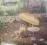 Supertramp-crisis?what crisis? USA folia 1975