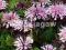 20 Monarda Beauty of Cobham kosmiczny kwiat-pastel