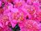 03 Paeonia Piwonia Neon - nietypowy kwiat k