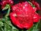 03 Paeonia - Piwonia Red Charm karminowe kwiaty k