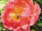 03 Paeonia Piwonia Coral Sunset przepiękny kwiat