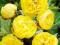 03 Paeonia  Piwonia Yellow Crown k
