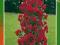 Róża pnąca CZERWONA STOŻEK --WYPRZEDAŻ-- kod 363