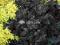 06 Heuchera Obsidian - czarny liść - żurawka