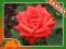 Róża wielkokwiatowa CZERWONA --wyprzedaż-- kod 395