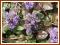 Dąbrówka rozłogowa 'atropurpurea' (Ajuga reptans)