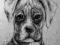 OBRAZ Rysunek Pies BOKSER, grafika na prezent!