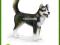 SCHLEICH PIES HUSKY