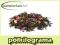 Herbata PU-ERH HAWAII  500g od PÓŁKILOGRAMA!!!