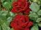 acm RÓŻA CZERWONA AKSAMITNA INGRID WIELKOKWIATOWA