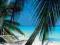 PALM VIEW (HAMMOCK) - PPY-PP30978 Plakat Plakaty
