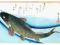 SWIMMING CARP - PPY-PP30987 Plakat Plakaty