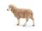 SCHLEICH 13743 Owca