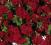 PELARGONIA BLUSZCZOLISTNA TEMPRANO DARK RED PEL.9