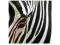Zebra - reprodukcja 40x40 cm