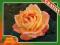 Róża wielkokwiatowa POMARAŃCZOWA Z DONICY kod 419