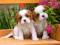 Puzzle 120 el. Castorland Spaniel Puppies