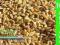 PSZENŻYTO jak pszenica KARMA DLA PTAKÓW -producent