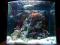 MORSKIE AKWARIUM Z ŻYCIEM 80 L. WARSZAWA