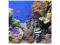 Monterey Aquarium 9 - reprodukcja 40x40 cm