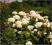 Hortensja ogrodowa biała C2 20-30cm