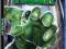 HULK -  BLU-RAY - ERIC BANA, NICK NOLTE, CONNELLY