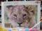 PUZZLE 1000 ELEMENTÓW LEW UKŁADANKA LION PUZLE 3+