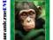 Chimpanzee [DVD] Szympans [2012] Disneynature /PL/