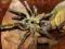 ProSpiders - Ceratogyrus sanderi L2/3