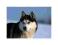 Husky - reprodukcja 60x80 cm