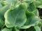 Hosta 'Arc de Triomphe' - Funkia ŁUK TRIUMFALNY !!