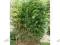 Bambus Mrozoodporny 20-25cm,