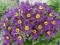 SASANKA FIOLETOWA- sadzonki
