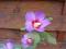 HIBISCUS  ketmia RUSSIAN VIOLET 50cm C3