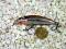 Wobler RAPALA ULTRA LIGHT MINNOW SILVER BROWN