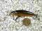 Wobler RAPALA ULTRA LIGHT MINNOW GOLD