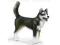SCHLEICH 16371 PIES HUSKY