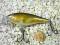 Wobler RAPALA SHALLOW SHAD RAP WALLEYE 5cm/5g