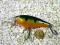 Wobler RAPALA SHALLOW SHAD RAP PERCH 5cm/5g