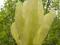 Magnolia ELIZABETH szczepiona 220cm15L CZĘSTOCHOWA