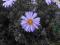 Aster 