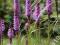 Liatra kłosowa - długie kłosy kwiatów- wieloletnia