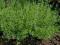 Satureja hortensis* czaber ogrodowy*NASIONA