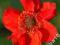 Kuklik chilijski - burza czerwonych kwiatów