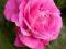 Róża wielkokwiatowa 