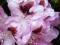 Rhododendron 'Lugano' - Różanecznik DWU BARWNY !!!