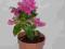 Bugenwilla bougainvillea AMARANT R3