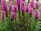 LIATRA kłosowa Liatris 'Kobold' Różowe kłosy P9